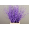 Betula paint milka