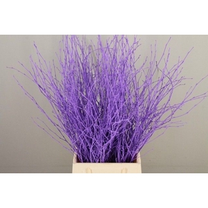 Betula paint milka