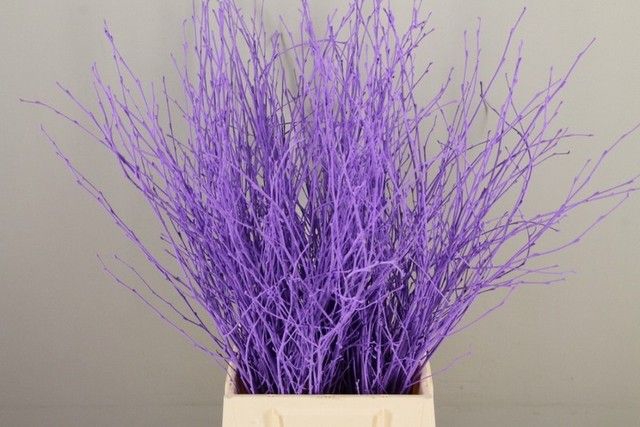 <h4>Betula paint milka</h4>