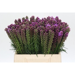 LIATRIS SPICATA