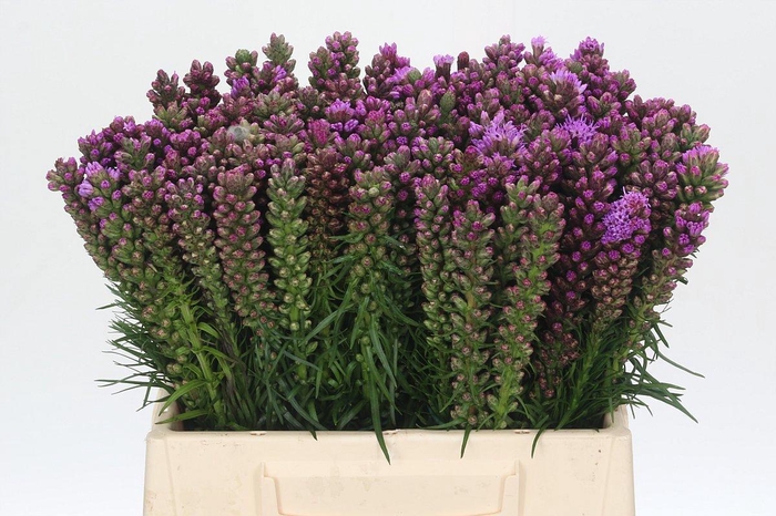 <h4>LIATRIS SPICATA</h4>