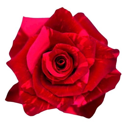 <h4>R Gr Red Panther Red 60cm EC</h4>