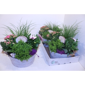 ARR TUINPLANTEN