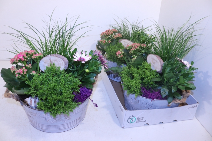 <h4>ARR TUINPLANTEN</h4>