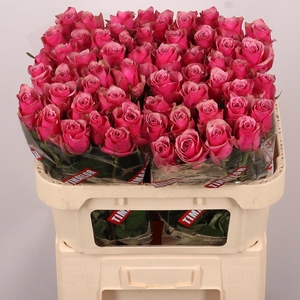 R GR MAJESTIC ATHENA