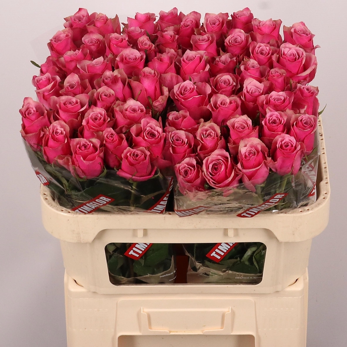 <h4>R GR MAJESTIC ATHENA</h4>