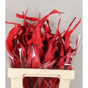 Df Strelitzia Leaf Red