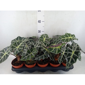 Alocasia amazonica 'Polly'