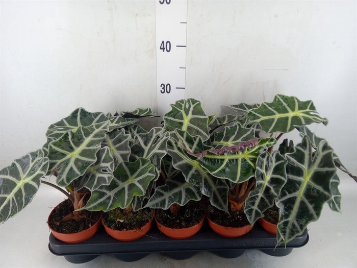 <h4>Alocasia amazonica 'Polly'</h4>
