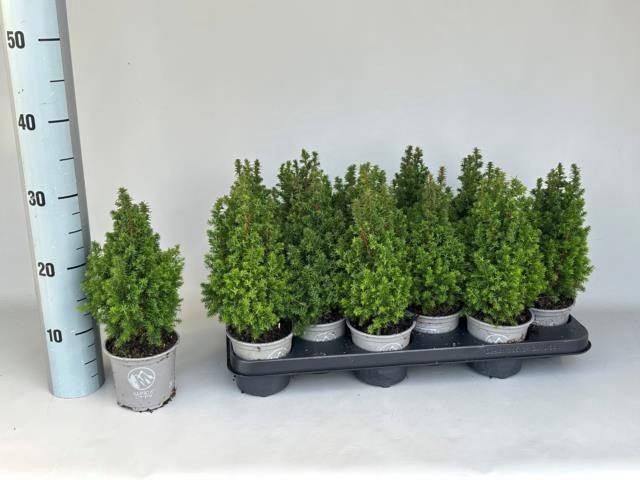 <h4>CHAM THY ALPICA P11</h4>