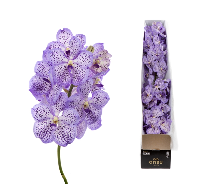 Vanda Mauve Spot