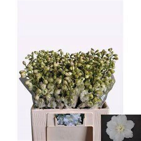 <h4>Delph Du Centu White</h4>