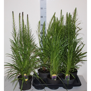 LIATR SPICATA