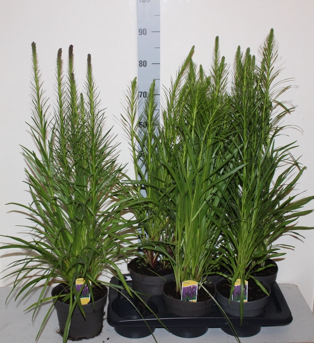 <h4>LIATR SPICATA</h4>