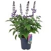 Salvia Salgoon Lake Blueberry