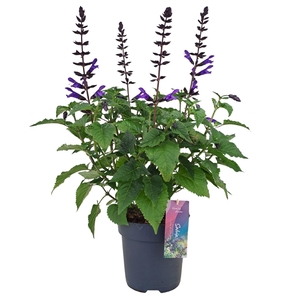 Salvia Salgoon Lake Blueberry