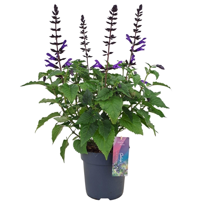 <h4>Salvia Salgoon Lake Blueberry</h4>