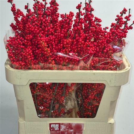 <h4>Ilex Ve Rode Bes</h4>