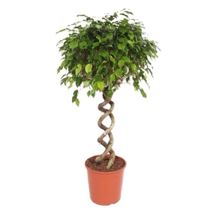 Ficus Exotica