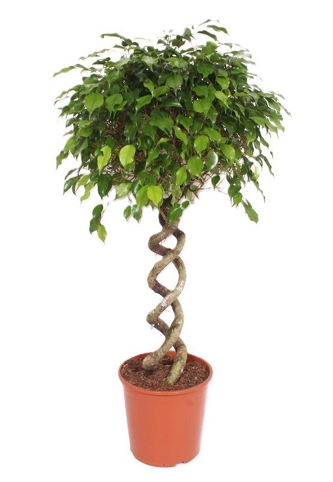 <h4>Ficus Exotica</h4>