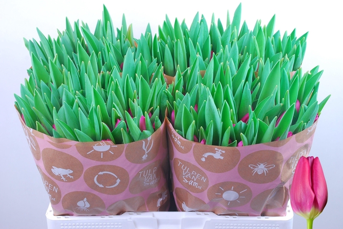 <h4>TU EN PINK ARDOUR</h4>