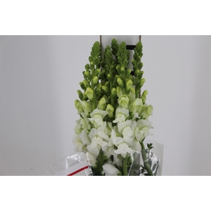 BOCA DE LEAO MONACO WHITE 080 CM