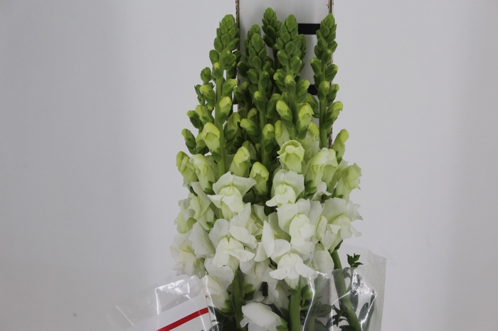 <h4>BOCA DE LEAO MONACO WHITE 080 CM</h4>