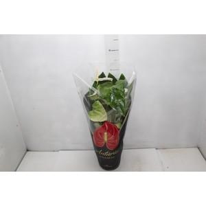 ANTHURIUM ALASKA P17 PREMIUM