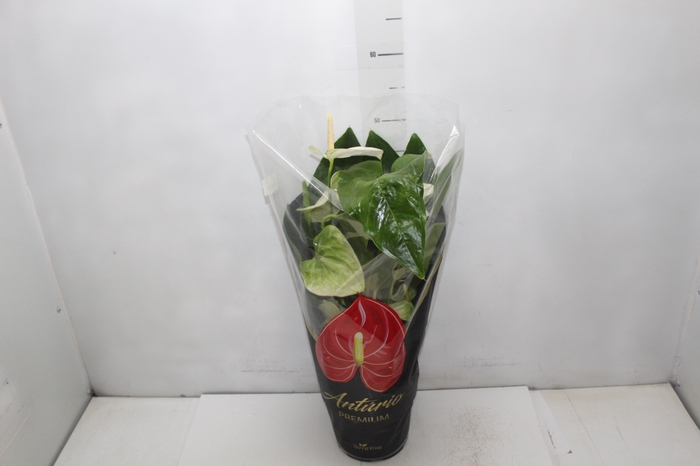 ANTHURIUM ALASKA P17 PREMIUM