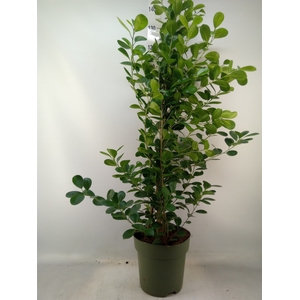 Ficus microcarpa 'Moclame'