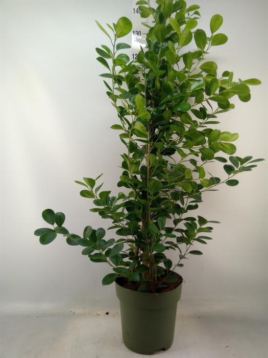 <h4>Ficus microcarpa 'Moclame'</h4>