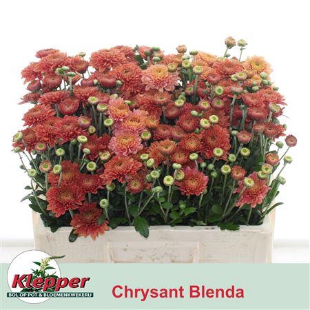 <h4>CHR T BLENDA SALMON</h4>