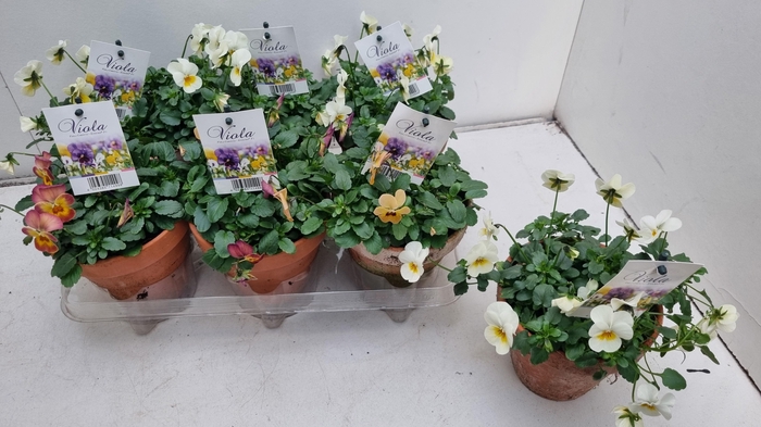 <h4>Vio Co End Gem</h4>