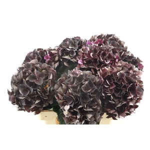 Hydr M Ruby Bordaux 60-19