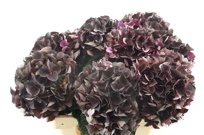 <h4>Hydr M Ruby Bordaux 60-19</h4>