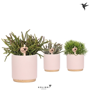 Kolibri Greens Rhipsalis mix in Gold Foot pot pink