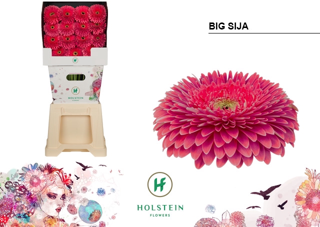 <h4>Gerbera Pomponi Big Sija Diamond</h4>