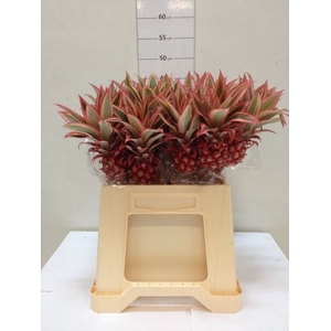 Ananas mini