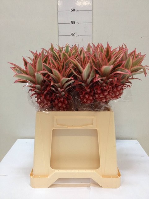 <h4>Ananas mini</h4>