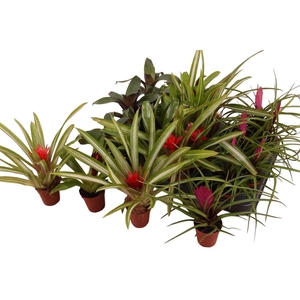 BROMELIA GEM