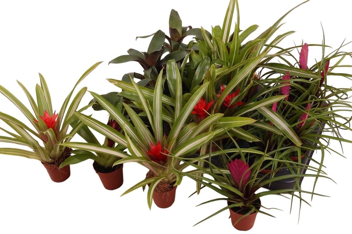<h4>BROMELIA GEM</h4>