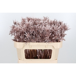 Eryn Orion Kl Bh Champagne