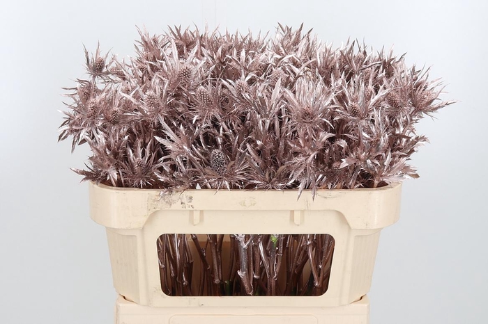 <h4>Eryn Orion Kl Bh Champagne</h4>