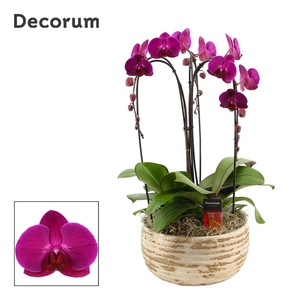 Luna cascade 3 tak symphony purple (Deco-collection)