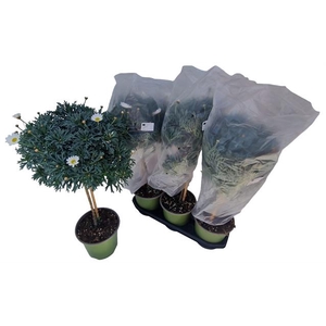 Argyranthemum frutescens Stella 2000 19Ø 65cm