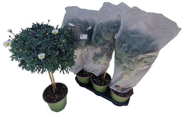 Argyranthemum frutescens Stella 2000 19Ø 65cm