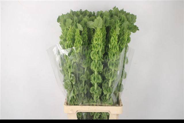 <h4>MOLUCCELLA STUK</h4>