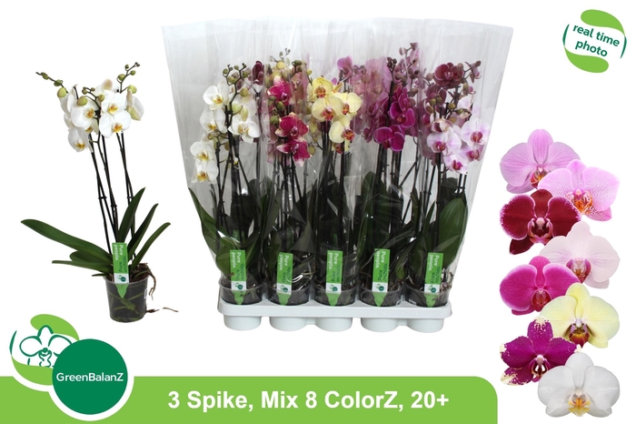 <h4>PHAL GEM 8 KL</h4>