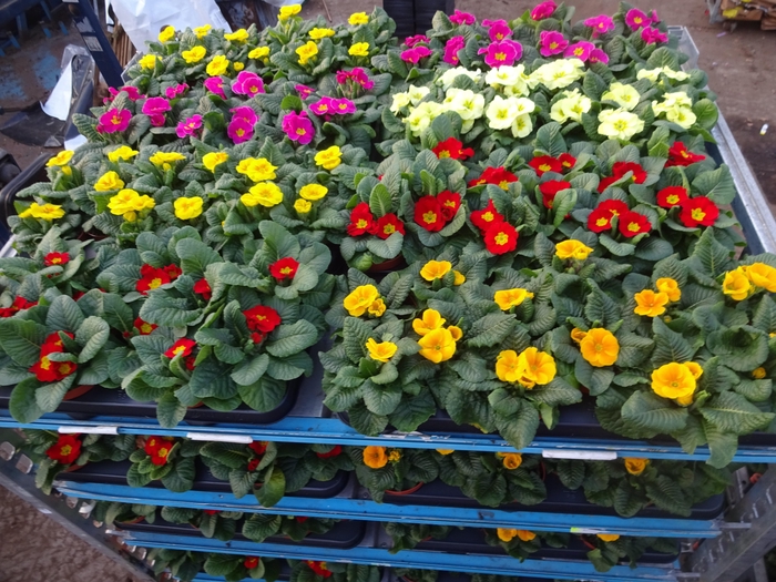 <h4>PRIM AC MIXK</h4>