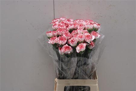 <h4>Di St Allegreto</h4>